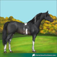 Horse Color:Brown Sabino Tobiano