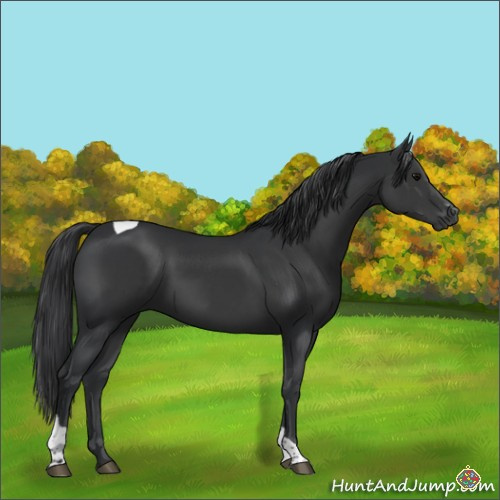 Horse Color:Black Sabino Tobiano