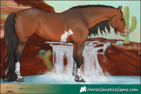 Horse Color:Bay Splash Tobiano Rabicano 
