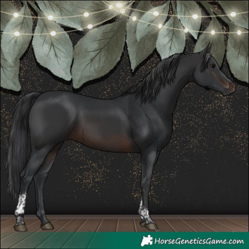 Horse Color:Brown Tobiano