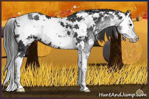 Horse Color:Brown Sabino Splash