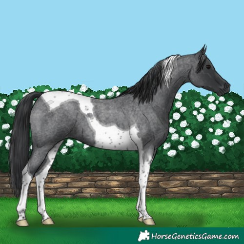 Horse Color:Blue Roan Tobiano 