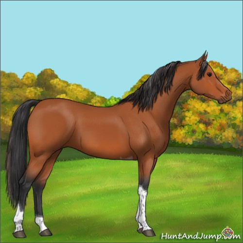 Horse Color:Bay Tobiano