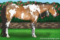 Horse Color:White Spotted Buckskin Sabino 