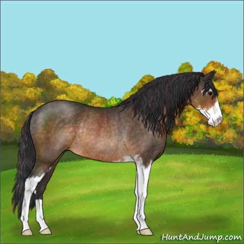 Horse Color:Buckskin Sabino Rabicano