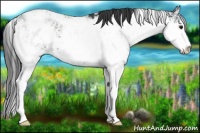 Horse Color:Black Sabino 