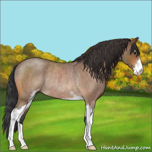 Horse Color:Bay Roan Sabino Rabicano