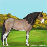 Horse Color:Bay Roan Sabino Rabicano 