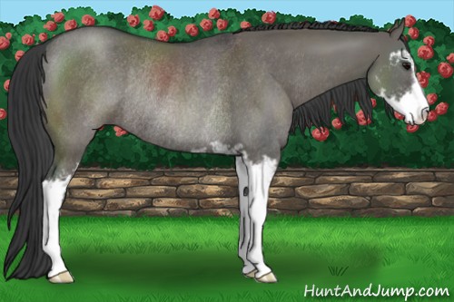 Horse Color:Grullo Sabino Rabicano