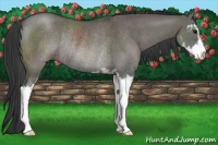 Horse Color:Grullo Sabino Rabicano