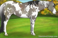 Horse Color:White Spotted Grullo Sabino