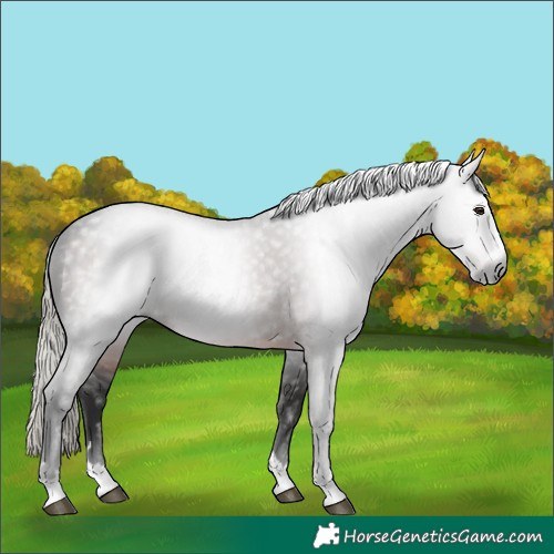 Horse Color:Gray Liver Chestnut Mushroom