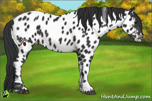 Horse Color:Brown Appaloosa