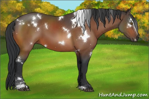 Horse Color:White Spotted Brown Sabino