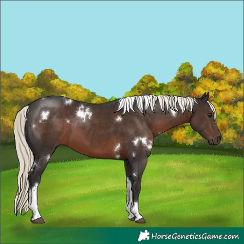 Horse Color:White Spotted Liver Chestnut Mushroom Tobiano Rabicano 