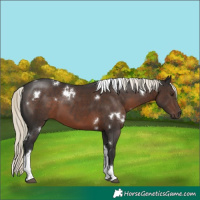 Horse Color:White Spotted Liver Chestnut Mushroom Tobiano Rabicano 
