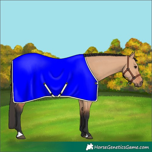 Horse Color:Bay Dun