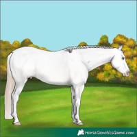 Horse Color:White Spotted Gold Champagne Ice Snowcap Rabicano 