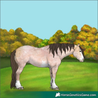 Horse Color:Buckskin Ice 
