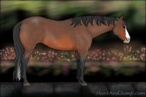 Horse Color:Bay Roan Splash 