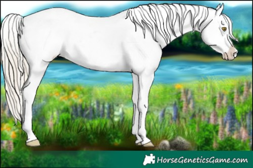 Horse Color:White Spotted Chocolate Palomino Dun Leopard