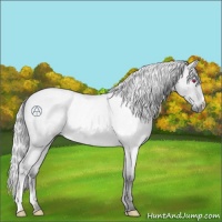 Horse Color:Silver Buckskin Chinchilla Ice Roan Rabicano 