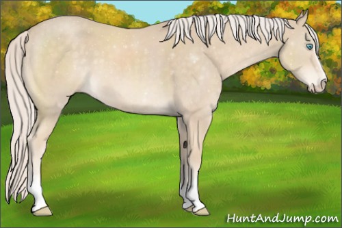 Horse Color:White Spotted Cremello Sabino 