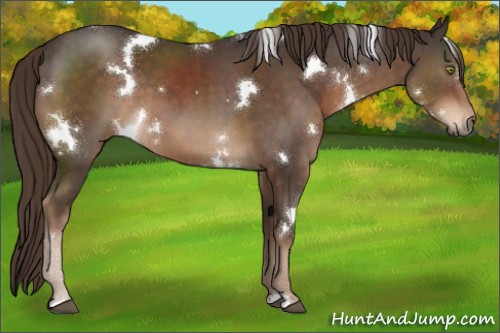 Horse Color:White Spotted Liver Chestnut 