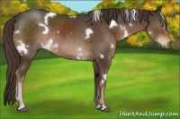 Horse Color:White Spotted Liver Chestnut 