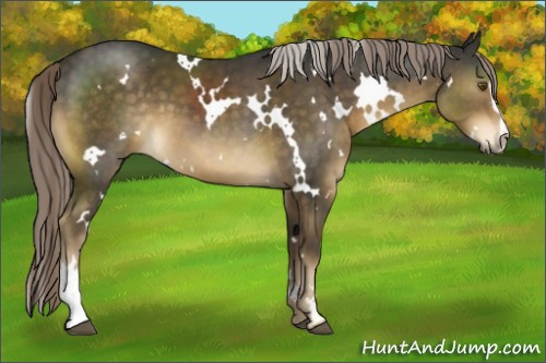 Horse Color:White Spotted Chocolate Palomino Sabino