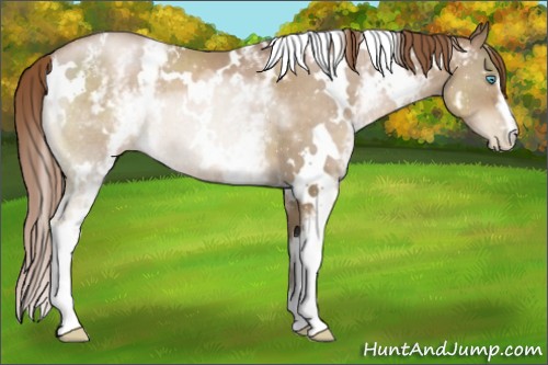 Horse Color:White Spotted Smoky Black Pearl 