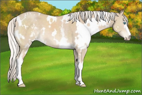 Horse Color:White Spotted Cremello 
