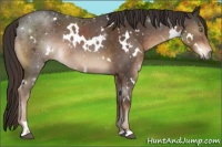 Horse Color:White Spotted Liver Chestnut 