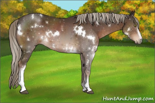 Horse Color:White Spotted Liver Chestnut