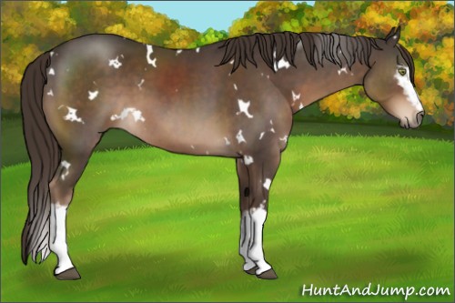 Horse Color:White Spotted Liver Chestnut 