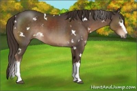 Horse Color:White Spotted Liver Chestnut 