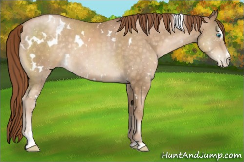 Horse Color:White Spotted Buckskin Pearl Sabino