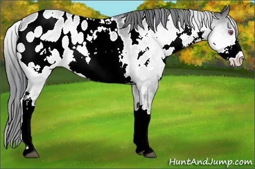 Horse Color:White Spotted Bay Chinchilla Sabino Blanket