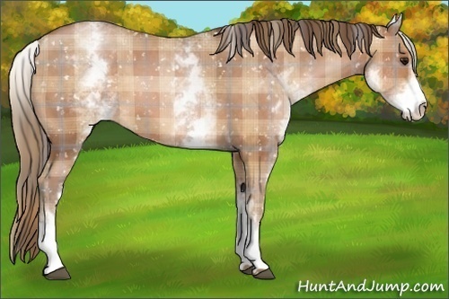 Horse Color:Plaid  White Spotted Brown Pearl Appaloosa 