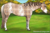 Horse Color:Plaid  White Spotted Brown Pearl Appaloosa 