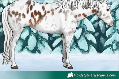 Horse Color:White Spotted Silver Brown Tobiano Near Leopard Rabicano