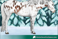 Horse Color:White Spotted Silver Brown Tobiano Near Leopard Rabicano 