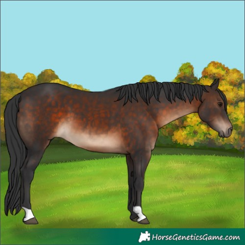 Horse Color:Brown 