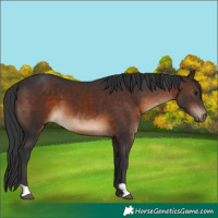 Horse Color:Brown 