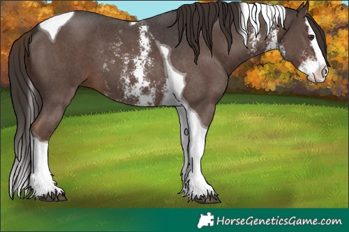 Horse Color:Liver Chestnut Sabino Splash Tobiano 