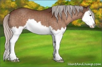 Horse Color:Silver Brown Sabino Splash 