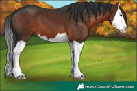 Horse Color:Brown Splash 