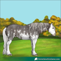 Horse Color:Silver Brown Sabino Splash 