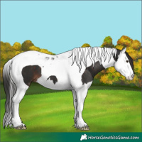 Horse Color:Liver Chestnut Splash Tobiano 