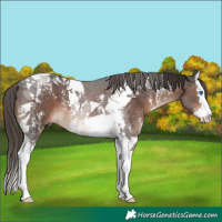 Horse Color:Liver Chestnut Sabino Splash Tobiano Rabicano